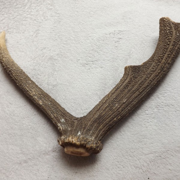 bpex5-antler.jpg