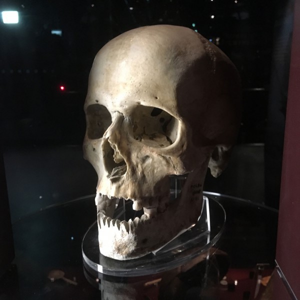 Mary Rose - skull